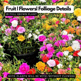 Pathumani Plant / Moss Rose / Portulaca / Ten o'clock flower Flowering Live Plant (Home & Garden)