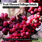 Jambu Bira Fruit (Syzygium Sp) Seedling Fruit Live Plant (Home & Garden)