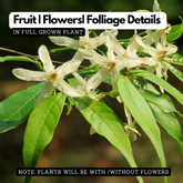 Danthapala (Wrightia tinctoria) Pala Indigo Plant | Dyer's Oleander Flowering/Ornamental/Medicinal Live Plant (Home & Garden)