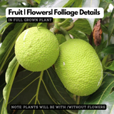 Breadfruit / Kadachakka (Grafted/Layered) (Artocarpus Altilis) Fruit Live Plant (Home & Garden)