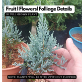 Silver Pine Plant Ornamental Live Plant (Home & Garden)