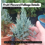 Silver Pine Plant Ornamental Live Plant (Home & Garden)