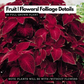 Coleus Plant (Coleus scutellarioides) (Any Colour) Ornamental Live Plant (Home & Garden)