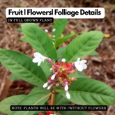 Sarpagandha (Rauvolfia Serpentina) Indian Snakeroot | Devil Pepper Wood Medicinal Live Plant (Home & Garden)