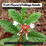 Sarpagandha (Rauvolfia Serpentina) Indian Snakeroot | Devil Pepper Wood Medicinal Live Plant (Home & Garden)