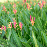 Heliconia Sassy Pink (genus Heliconia) Flowering/Ornamental Live Plant (Home & Garden)