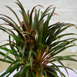 Dracaena Marginata Narrow Leaf Live Plant (Home & Garden)