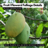 Moovandan Mango (Grafted) (Mangifera indica) Fruit Live Plant (Home & Garden)