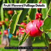 Dragon Fruit / Red-fleshed pitahaya Fruit Live Plant (Home & Garden)