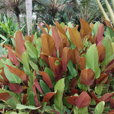 Calathea Lutea Red/ Wheat Calathea Lutea - Ornamental Live Plant (Home & Garden)