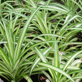 Spider Plant (Chlorophytum comosum) Ornamental Live Plant (Home & Garden)