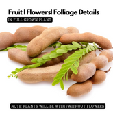 Kolpuli/Valampuli(Tamarindus indica L.) Live Fruit Plant (Home & Garden)