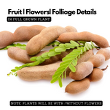 Kolpuli/Valampuli(Tamarindus indica L.) Live Fruit Plant (Home & Garden)