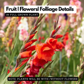 Gladiolus / Natal Lily / Sword Lily Flowering / Ornamental Live Plant (Home & Garden)