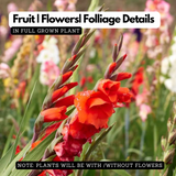 Gladiolus / Natal Lily / Sword Lily Flowering / Ornamental Live Plant (Home & Garden)