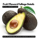 Avocado Fruit TKD1 / Butter Fruit ( Persea americana ) Fruit Live Plant (Home & Garden)