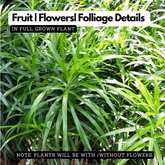 Dracaena Green Ornamental Live Plant (Home & Garden)