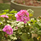Geranium Live Plant (Any Colour) | Flowering Ornamental Plant for Home & Garden