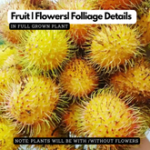 N 18 Yellow Rambutan (Nephelium lappaceum) Fruit Live Plant (Home & Garden)