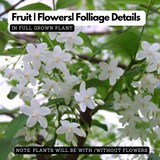 Water Jasmine(Wrightia religiosa)Ornamental Flowering Live Plant (Home & Garden)