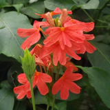 Kanakambaram Red | Crossandra (Crossandra Infundibuliformis) Flowering/Ornamental Live Plant (Home & Garden) (Copy)