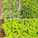 Vertical Plants Combo – Alternanthera Green, Alternanthera Purple & Star Grass (Hemigraphis repanda) | Pack of 9 Live Plants (3 Each) | Ideal for Vertical Garden & Landscape