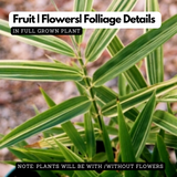 Variegated Bamboo Plant Ornamental Live Plant (Home & Garden)