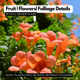 Orange Trumpet Vine / Tecoma (Campsis Radicans) Ornamental / Flowering Live Plant (Home & Garden)