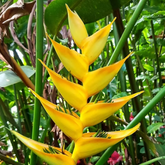 Heliconia Tropics Lemon (genus Heliconia) Flowering/Ornamental Live Plant (Home & Garden)
