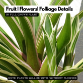 Bromeliad Neoregelia Fireball Variegated Plant Ornamental Live Plant (Home & Garden)