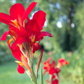 Canna Red Flowering/Ornamental Live Plant (Home & Garden)