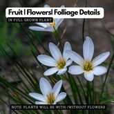 Rain Lily (Zephyranthes) Flowering/Ornamental Live Plant (Home & Garden)