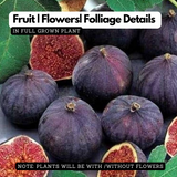 Israel Athi / Anjeer / Israel Fig Fruit Live Plant (Home & Garden)