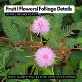 Touch Me Not / Thottavaadi / Shame Plant / Chuimui (Mimosa Pudica) Flowering / Medicinal Live Plant (Home & Garden)