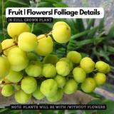 Star Gooseberry / Arinelli Fruit Live Plant (Home & Garden)