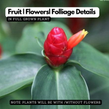 Costus Plant Flowering/Ornamental Live Plant (Home & Garden)