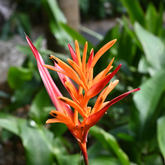 Heliconia St Vincent Red Live Plant | Tropical Flowering / Ornamental Live Plant (Home & Garden)