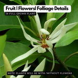 White Chempakam / White Champaca (Grafted) Plant (Magnolia Alba) Flowering/Ornamental Live Plant (Home & Garden)