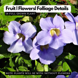 Thunbergia Clock Vine (Any Colour) Flowering | Ornamental| Medicinal Creeper Live Plant (Home & Garden)