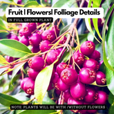 Lilly Pilly (Syzygium australe) Fruit Live Plant (Home & Garden)