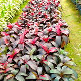 Dracaena Ruby Red Live Plant | Red Variegated Indoor Ornamental | Low Maintenance Live Plant (Home & Garden)