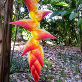 Heliconia Regalis (genus Heliconia) Flowering/Ornamental Live Plant (Home & Garden)