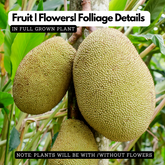 All Season Jackfruit (Artocarpus heterophyllus) Fruit Live Plant (Home & Garden)