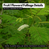 Karingali, Cutch Tree, Black catechu, Black cutch (Acacia Catechu) Medicinal Live Plant (Home & Garden)