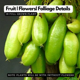 Irumban Puli / Bilimbi (Averrhoa bilimbi) Fruit Live Plant (Home & Garden)