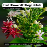 Madhumalati / Rangoon Creeper (Dwarf) (combretum indicum)- Flowering/Ornamental/Live Plant (Home & Garden)