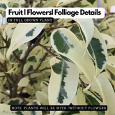 Ficus Starlight, Ficus benjamina Ornamental Live Plant (Home & Garden)