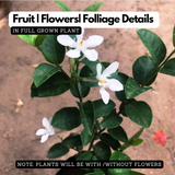 Sri Lankan Mulla (Jasminum multiflorum) Flowering/Ornamental Live Plant (Home & Garden)