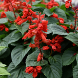 Red Salvia Live Flowering Plant | Scarlet Sage Ornamental Flower Plant for Home Garden
