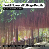 Princess Vine (Cissus nodosa) Creepers Flowering / Ornamental Live Plant (H & G)